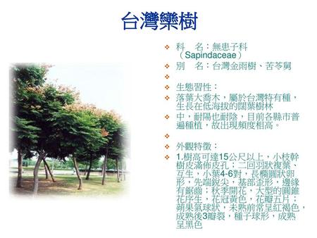 台灣欒樹 科 名：無患子科（Sapindaceae） 別 名：台灣金雨樹、苦苓舅 生態習性：