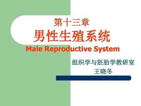 第十三章 男性生殖系统 Male Reproductive System
