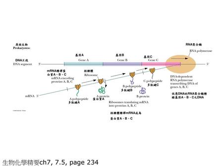 生物化學精要ch7, 7.5, page 234 原核生物 RNA聚合酶 基因A 基因B 基因C DNA片段 mRNA轉譯蛋白質A、B、C