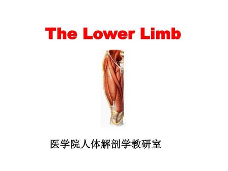 The Lower Limb 医学院人体解剖学教研室.