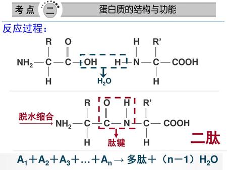 二肽 反应过程： A1＋A2＋A3＋…＋An → 多肽＋（n－1）H2O R O H R’ NH2 C C OH H N C COOH H