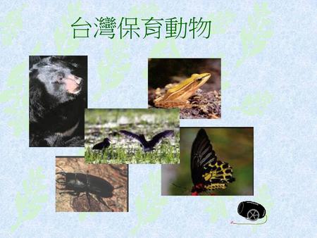 台灣保育動物.
