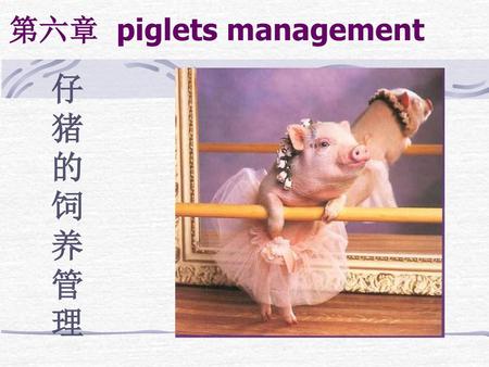 第六章 piglets management