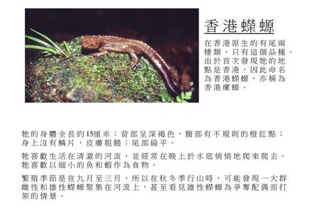 香 港 蠑 螈 在 香 港 原 生 的 有 尾 兩 棲 類 ， 只 有 這 個 品 種 。 由 於 首 次 發 現 牠 的 地 點 是 香 港 ， 因 此 命 名 為 香 港 蠑 螈 ， 亦 稱 為 香 港 瘰 螈 。 牠 的 身 體 全 長 約 15厘 米 ； 背 部 呈 深 褐 色 ， 腹 部 有.