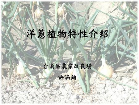 洋蔥植物特性介紹 台南區農業改良場 許涵鈞.