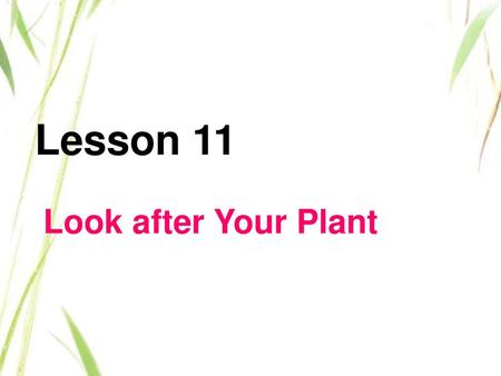 Lesson 11 Look after Your Plant