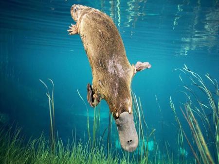 Platypus — Indoor Localization and Identification through Sensing Electric Potential Changes in Human Bodies.