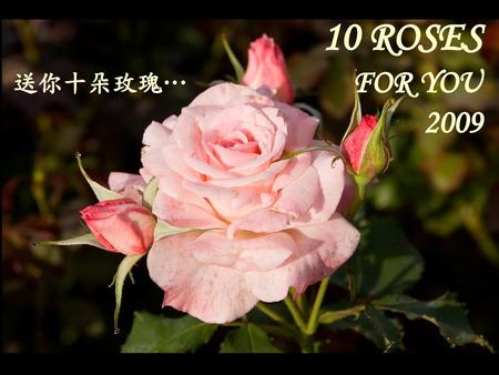 10 ROSES FOR YOU 2009 送你十朵玫瑰….
