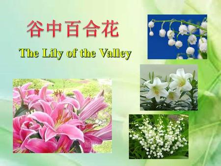 谷中百合花 The Lily of the Valley.