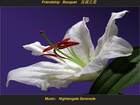 Friendship Bouquet 友谊之花 Music: Nightengale Serenade