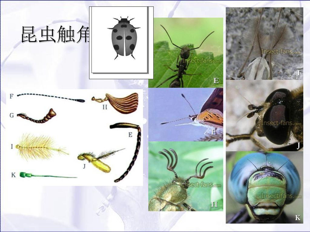 第一章 昆虫鉴别技术 第一节 昆虫的特征 一,昆虫的分类地位: 动物界