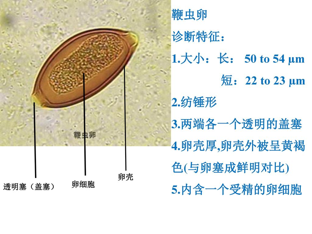 实验总则 实验室规则 显微镜的使用 寄生虫学实验方法