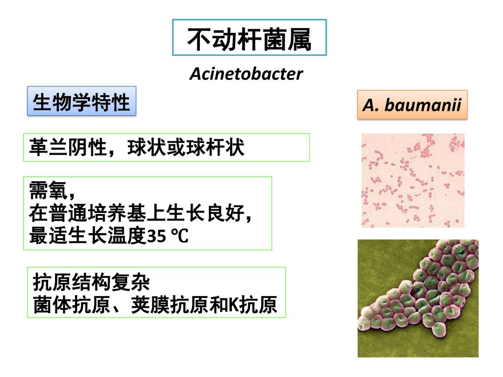 不动杆菌属 Acinetobacter 生物学特性 A. baumanii 革兰阴性，球状或球杆状 需氧， 在普通培养基上生长良好，
