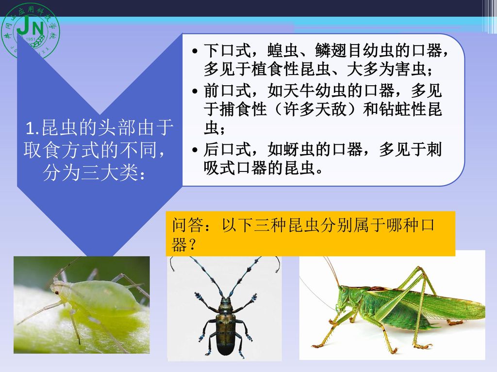 如天牛幼虫的口器,多见于捕食性(许多天敌)和钻蛀性昆虫;后口式,如