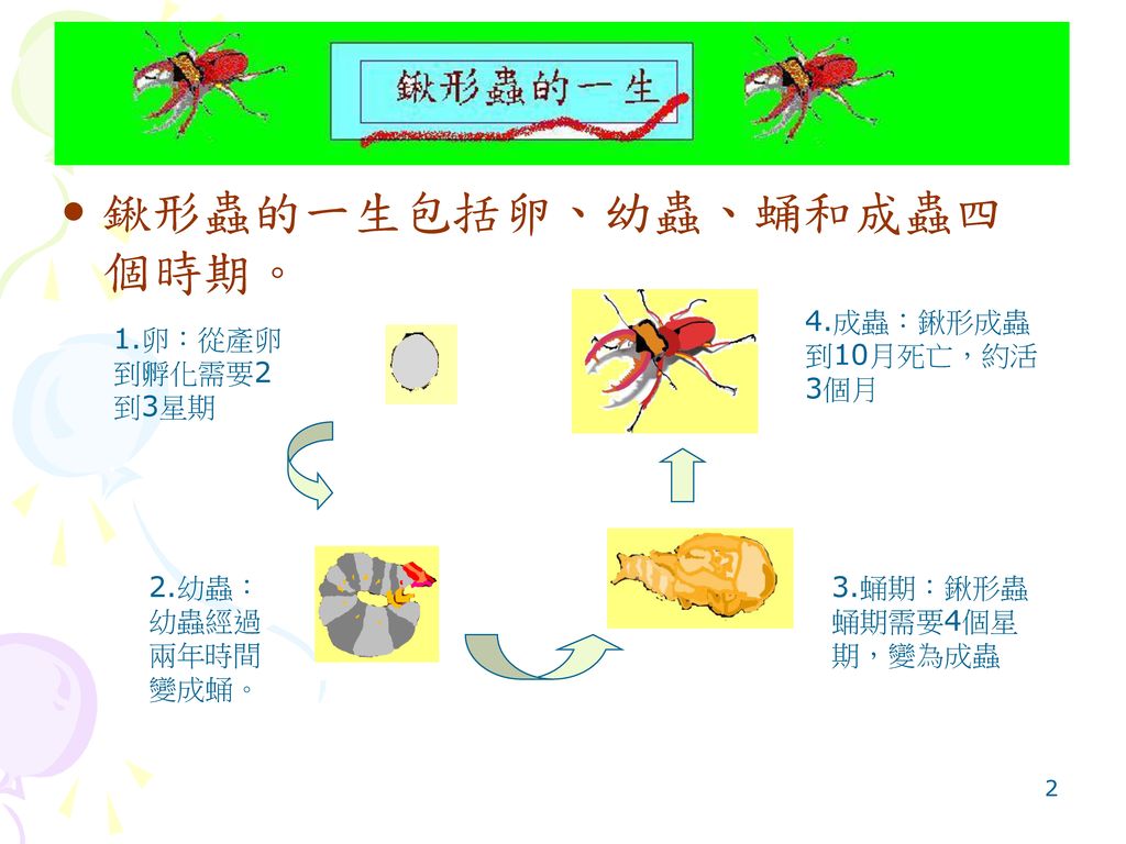 鍬形蟲的一生包括卵、幼蟲、蛹和成蟲四個時期。
