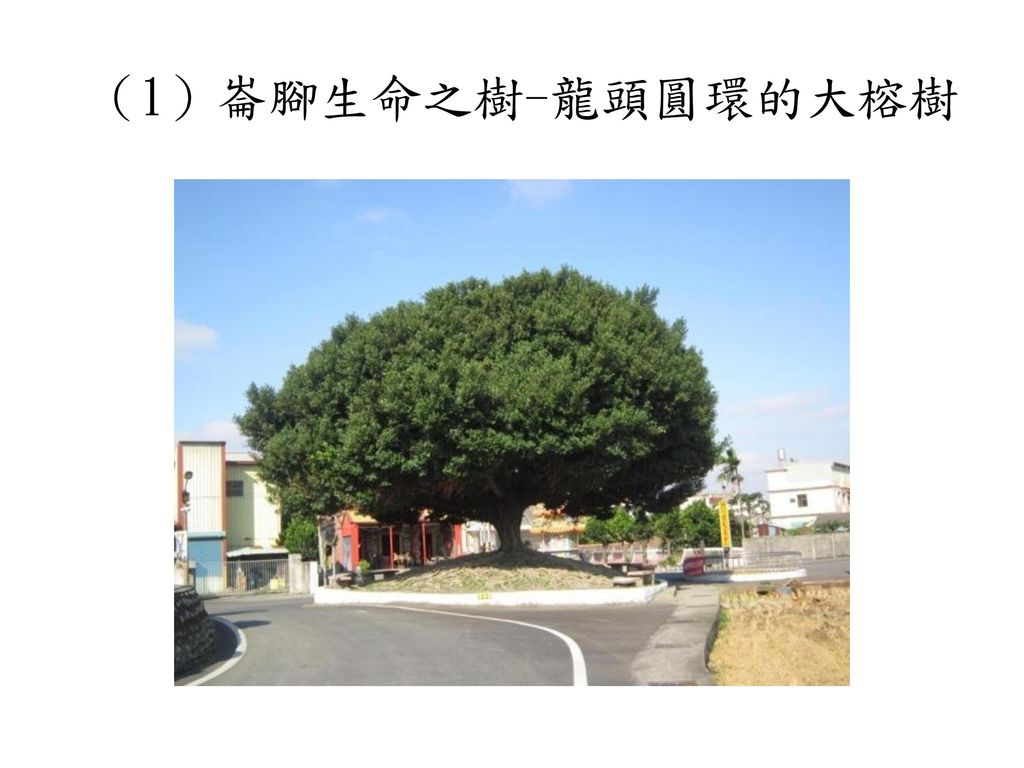 （1）崙腳生命之樹-龍頭圓環的大榕樹