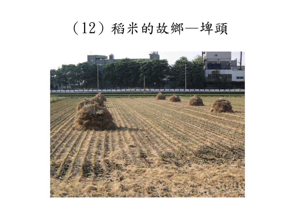 （12）稻米的故鄉—埤頭