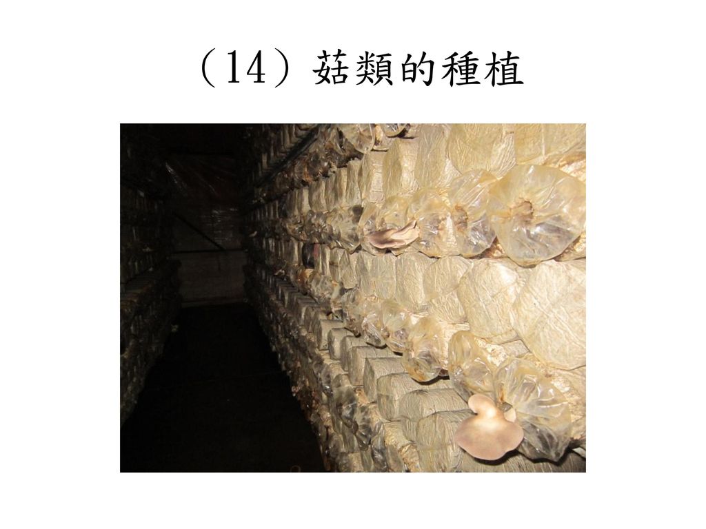 （14）菇類的種植