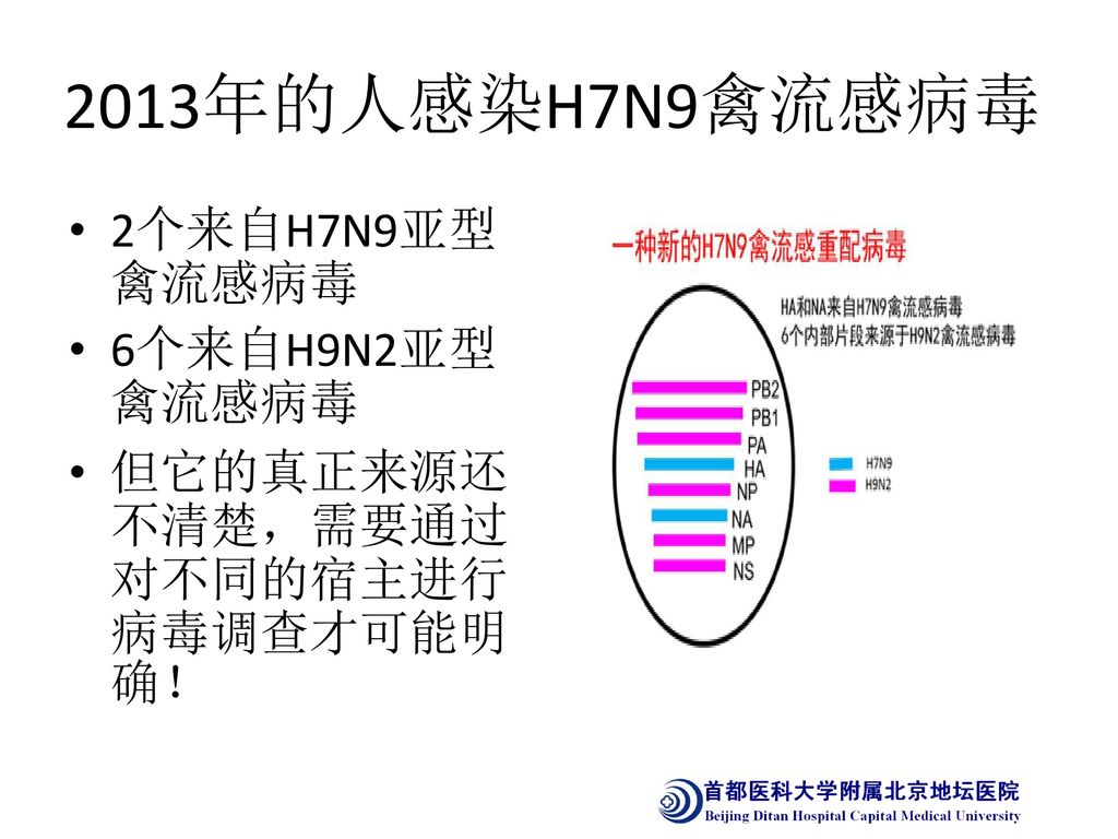 2013年的人感染H7N9禽流感病毒 2个来自H7N9亚型禽流感病毒 6个来自H9N2亚型禽流感病毒