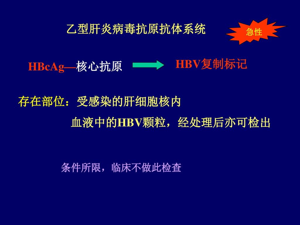 乙型肝炎病毒抗原抗体系统 HBV复制标记 HBcAg—核心抗原 存在部位：受感染的肝细胞核内 血液中的HBV颗粒，经处理后亦可检出