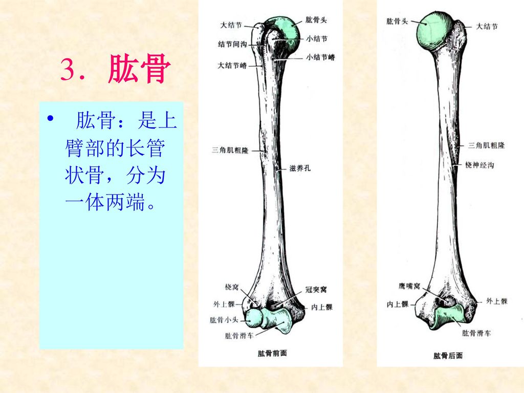 3．肱骨 肱骨：是上臂部的长管状骨，分为一体两端。