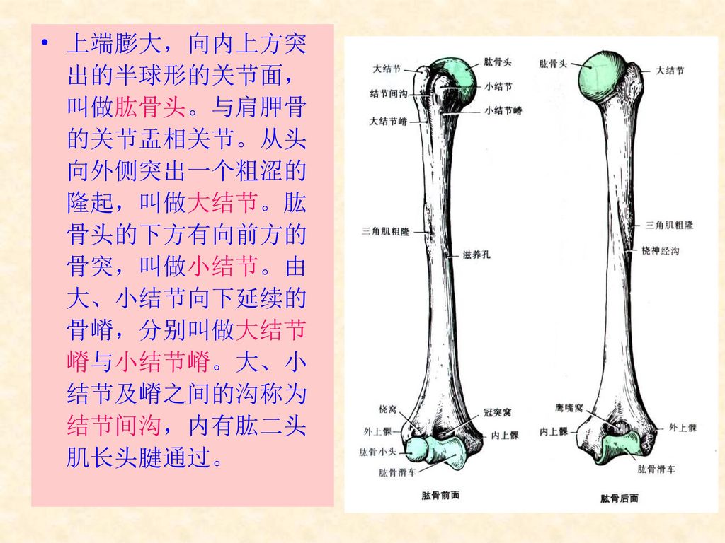 上端膨大，向内上方突出的半球形的关节面，叫做肱骨头。与肩胛骨的关节盂相关节。从头向外侧突出一个粗涩的隆起，叫做大结节。肱骨头的下方有向前方的骨突，叫做小结节。由大、小结节向下延续的骨嵴，分别叫做大结节嵴与小结节嵴。大、小结节及嵴之间的沟称为结节间沟，内有肱二头肌长头腱通过。