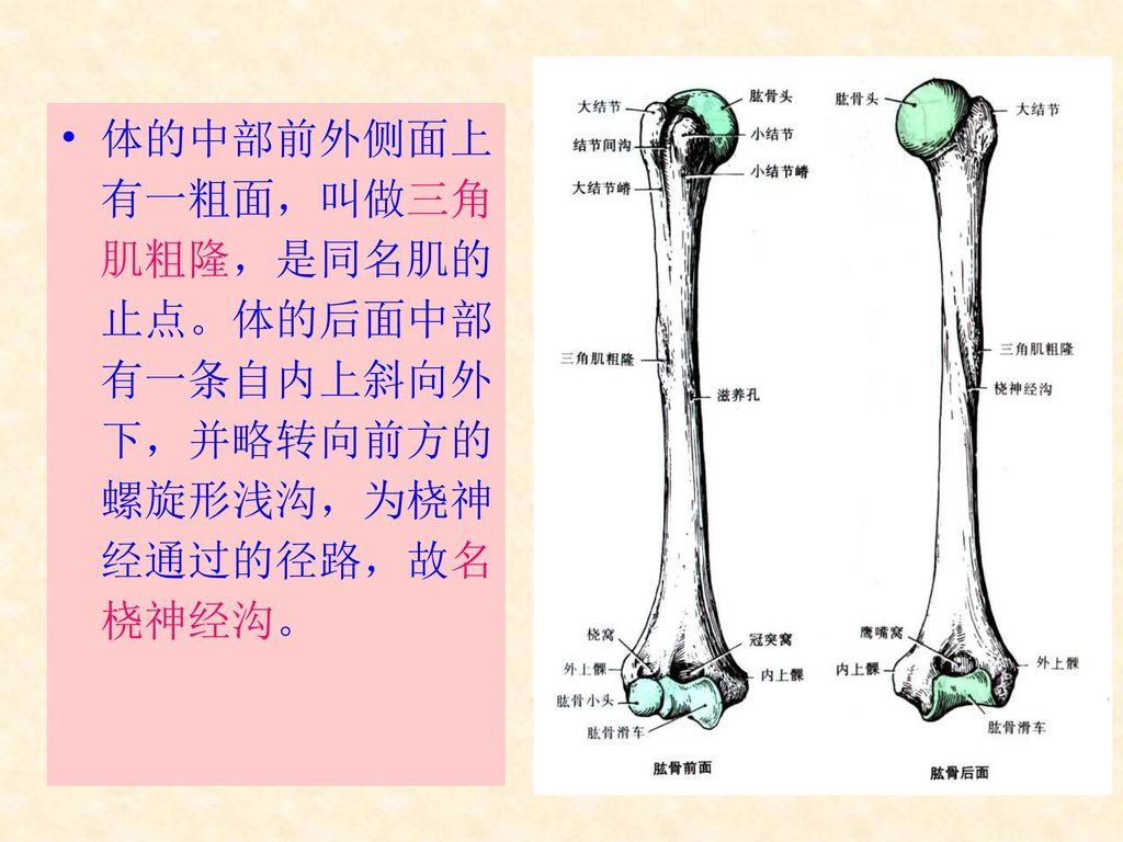 体的中部前外侧面上有一粗面，叫做三角肌粗隆，是同名肌的止点。体的后面中部有一条自内上斜向外下，并略转向前方的螺旋形浅沟，为桡神经通过的径路，故名桡神经沟。