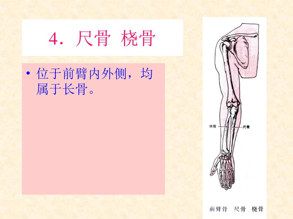 4．尺骨 桡骨 位于前臂内外侧，均属于长骨。