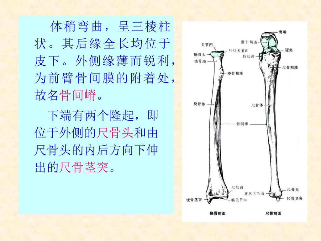 体稍弯曲，呈三棱柱状。其后缘全长均位于皮下。外侧缘薄而锐利，为前臂骨间膜的附着处，故名骨间嵴。