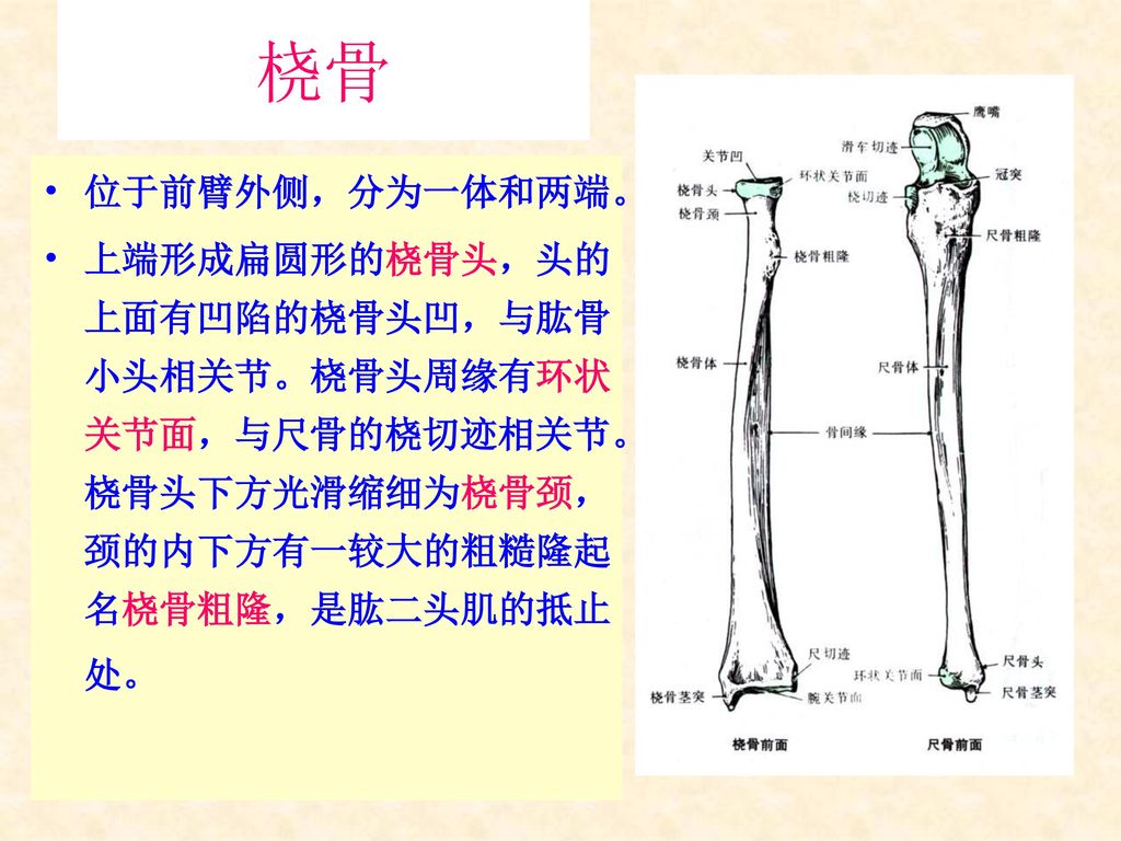 桡骨 位于前臂外侧，分为一体和两端。 上端形成扁圆形的桡骨头，头的上面有凹陷的桡骨头凹，与肱骨小头相关节。桡骨头周缘有环状关节面，与尺骨的桡切迹相关节。桡骨头下方光滑缩细为桡骨颈，颈的内下方有一较大的粗糙隆起名桡骨粗隆，是肱二头肌的抵止处。