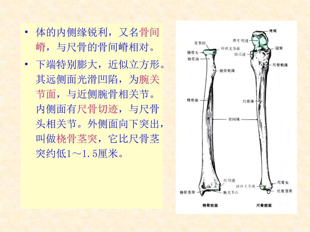 体的内侧缘锐利，又名骨间嵴，与尺骨的骨间嵴相对。