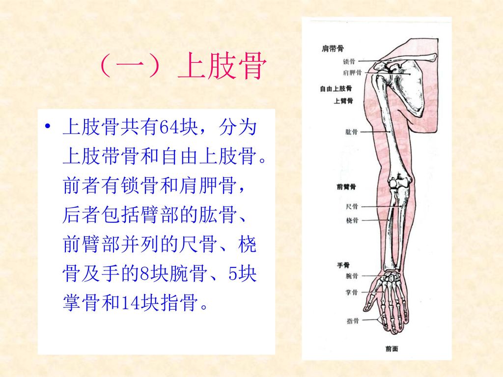 （一）上肢骨 上肢骨共有64块，分为上肢带骨和自由上肢骨。前者有锁骨和肩胛骨，后者包括臂部的肱骨、前臂部并列的尺骨、桡骨及手的8块腕骨、5块掌骨和14块指骨。