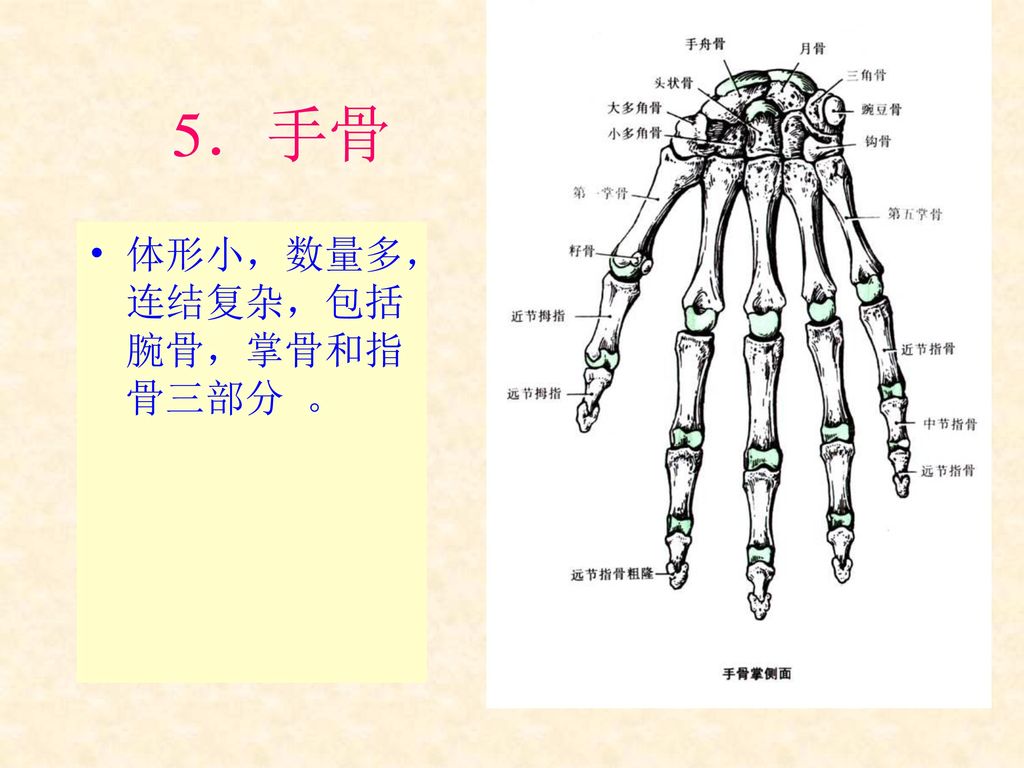 5．手骨 体形小，数量多，连结复杂，包括腕骨，掌骨和指骨三部分 。