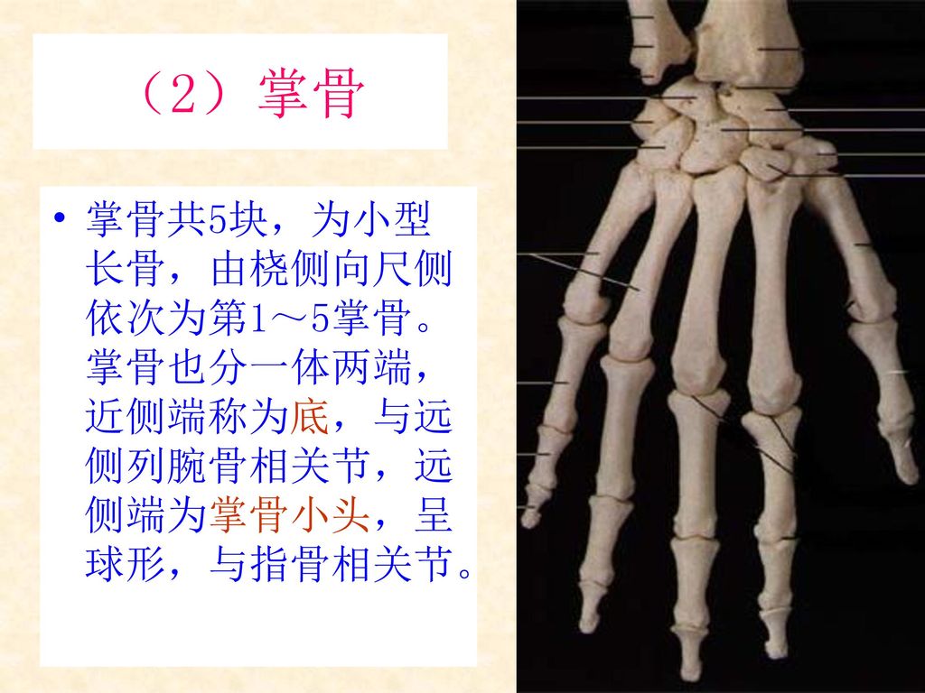 （2）掌骨 掌骨共5块，为小型长骨，由桡侧向尺侧依次为第1～5掌骨。掌骨也分一体两端，近侧端称为底，与远侧列腕骨相关节，远侧端为掌骨小头，呈球形，与指骨相关节。