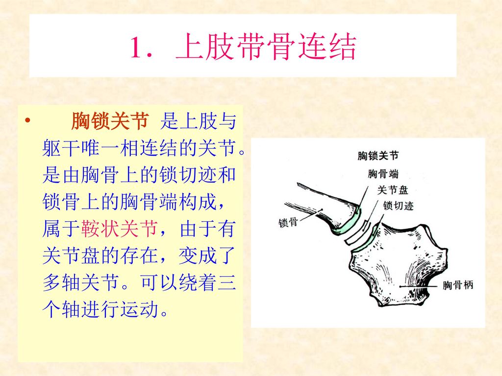 1．上肢带骨连结 胸锁关节 是上肢与躯干唯一相连结的关节。是由胸骨上的锁切迹和锁骨上的胸骨端构成，属于鞍状关节，由于有关节盘的存在，变成了多轴关节。可以绕着三个轴进行运动。