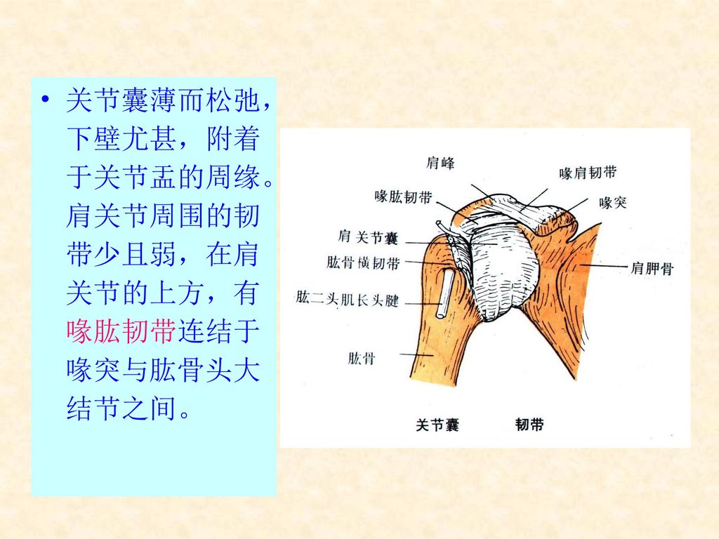 关节囊薄而松弛，下壁尤甚，附着于关节盂的周缘。肩关节周围的韧带少且弱，在肩关节的上方，有喙肱韧带连结于喙突与肱骨头大结节之间。