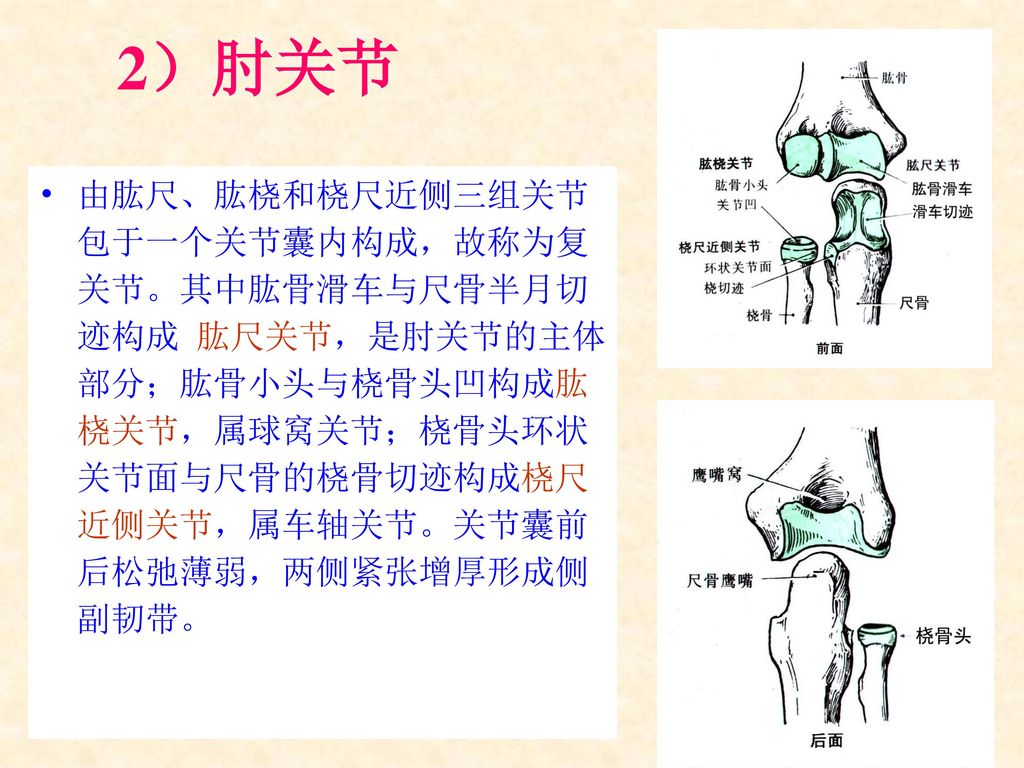 2）肘关节 由肱尺、肱桡和桡尺近侧三组关节包于一个关节囊内构成，故称为复关节。其中肱骨滑车与尺骨半月切迹构成 肱尺关节，是肘关节的主体部分；肱骨小头与桡骨头凹构成肱桡关节，属球窝关节；桡骨头环状关节面与尺骨的桡骨切迹构成桡尺近侧关节，属车轴关节。关节囊前后松弛薄弱，两侧紧张增厚形成侧副韧带。