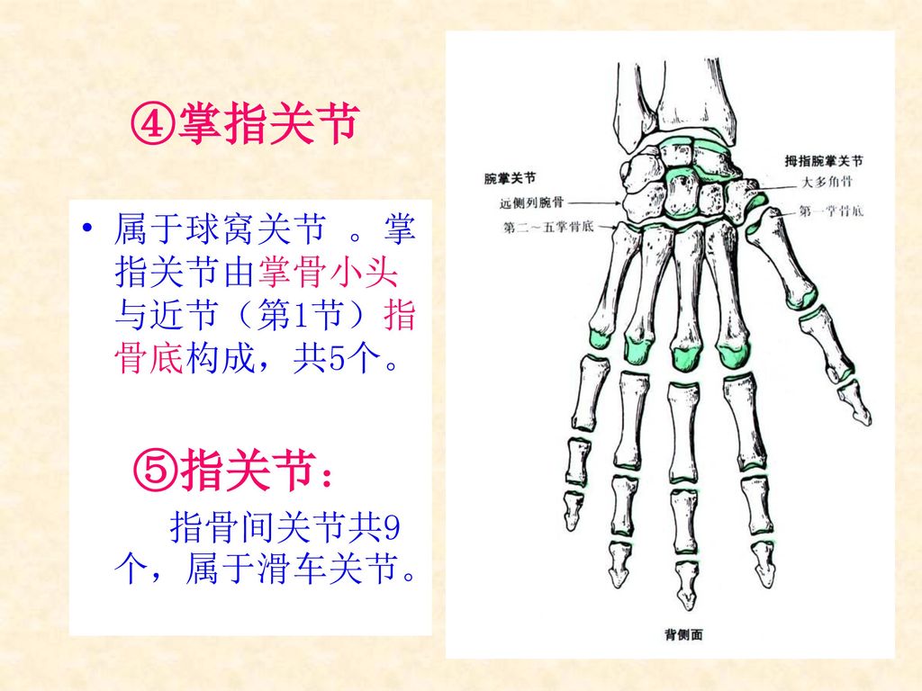 ④掌指关节 属于球窝关节 。掌指关节由掌骨小头与近节（第1节）指骨底构成，共5个。 ⑤指关节： 指骨间关节共9个，属于滑车关节。
