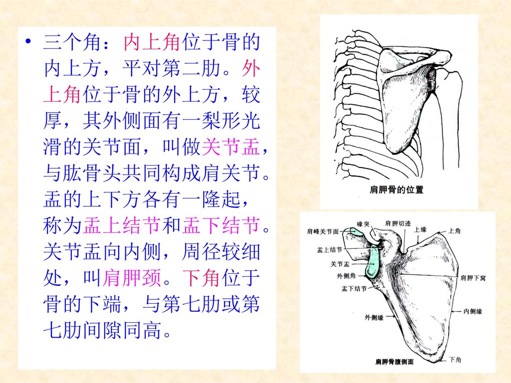 三个角：内上角位于骨的内上方，平对第二肋。外上角位于骨的外上方，较厚，其外侧面有一梨形光滑的关节面，叫做关节盂，与肱骨头共同构成肩关节。盂的上下方各有一隆起，称为盂上结节和盂下结节。关节盂向内侧，周径较细处，叫肩胛颈。下角位于骨的下端，与第七肋或第七肋间隙同高。