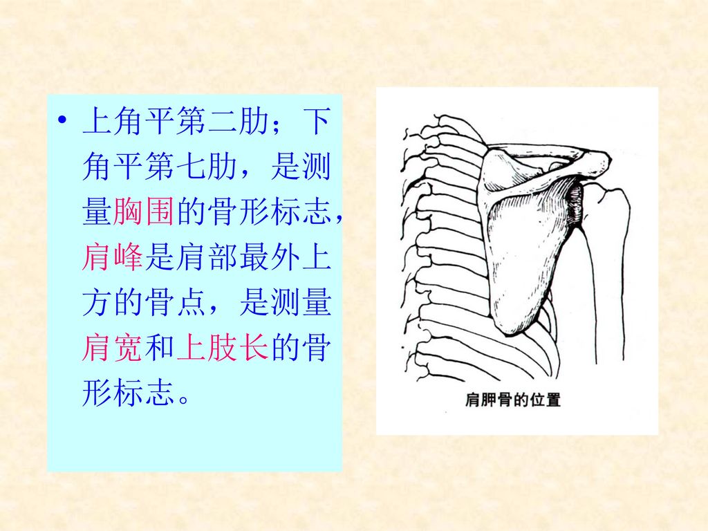上角平第二肋；下角平第七肋，是测量胸围的骨形标志，肩峰是肩部最外上方的骨点，是测量肩宽和上肢长的骨形标志。