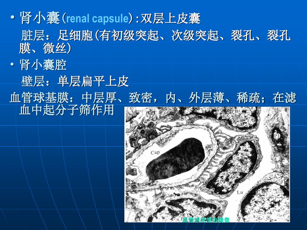 肾小体(renal corpuscle,肾小球)血管球(glomerulus)入球微a (粗短)