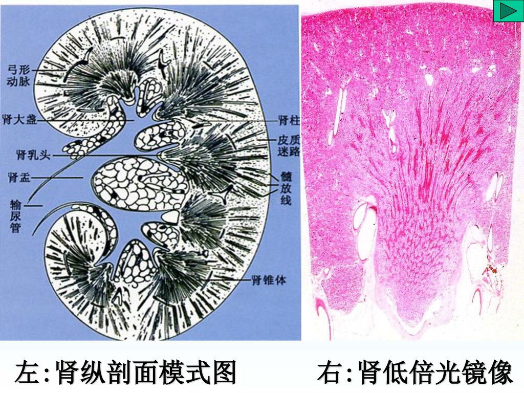 3                组成:肾 -- 泌尿输尿管膀胱