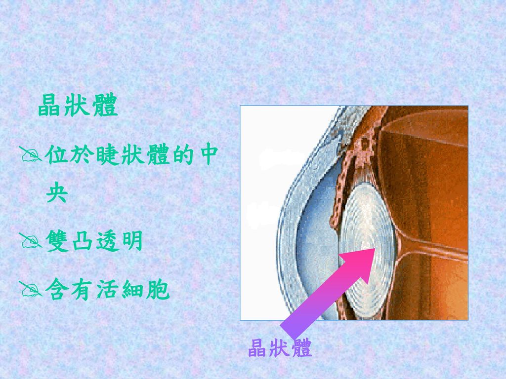 晶狀體 位於睫狀體的中 央 雙凸透明 含有活細胞 晶狀體