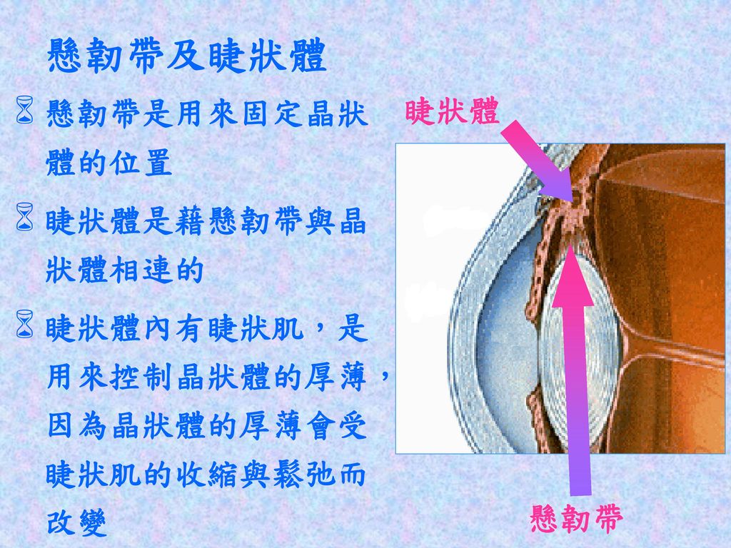 懸韌帶及睫狀體 懸韌帶是用來固定晶狀體的位置 睫狀體 睫狀體是藉懸韌帶與晶狀體相連的