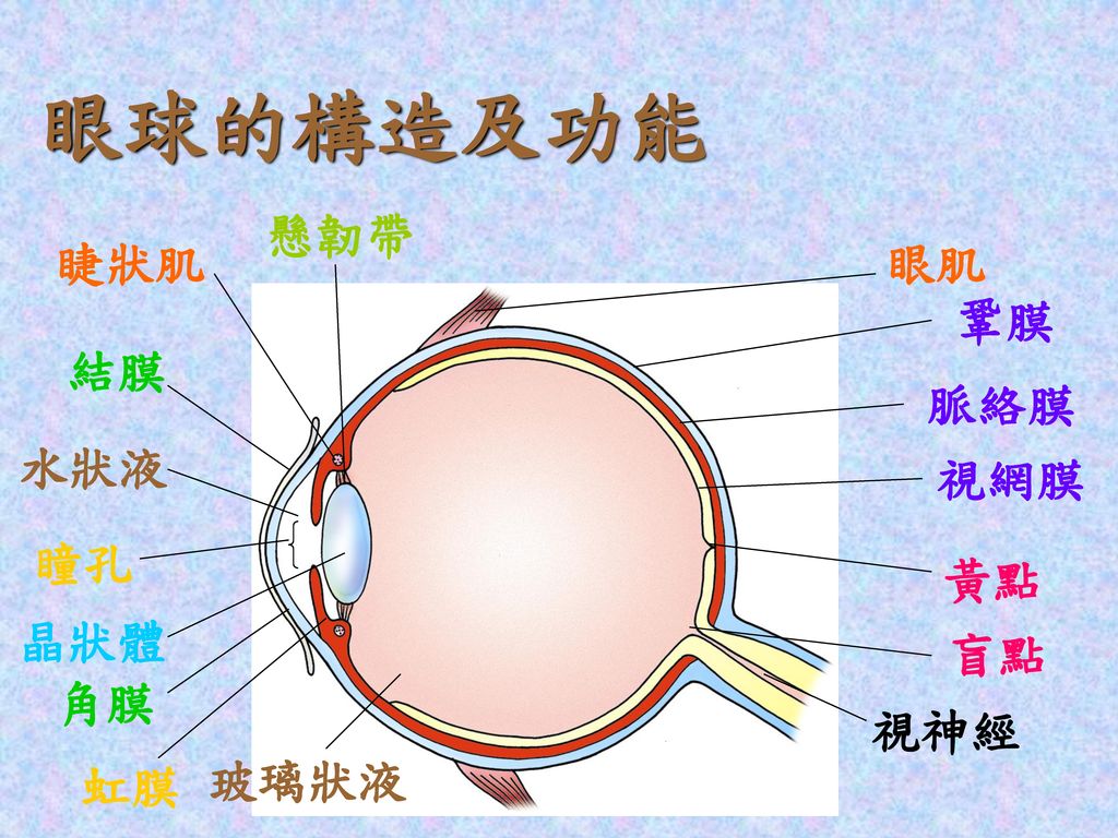 眼球的構造及功能 懸韌帶 睫狀肌 眼肌 鞏膜 結膜 脈絡膜 水狀液 視網膜 瞳孔 黃點 晶狀體 角膜 虹膜 盲點 玻璃狀液 視神經