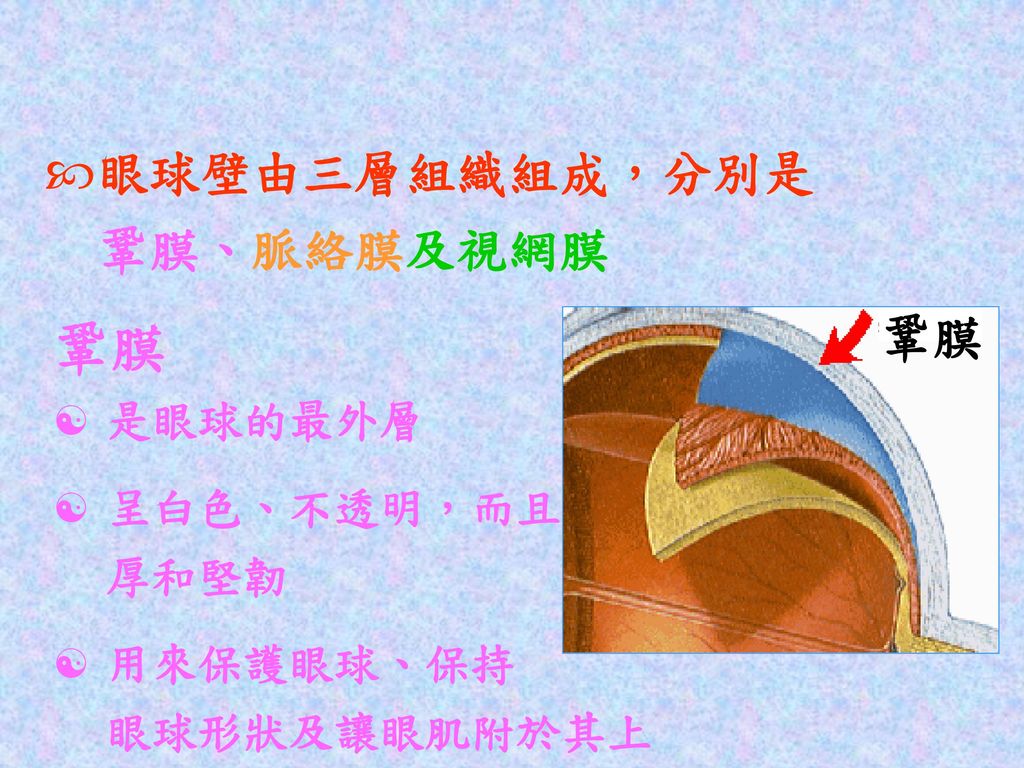 鞏膜 眼球壁由三層組織組成，分別是 鞏膜、脈絡膜及視網膜 鞏膜 是眼球的最外層 呈白色、不透明，而且 厚和堅韌