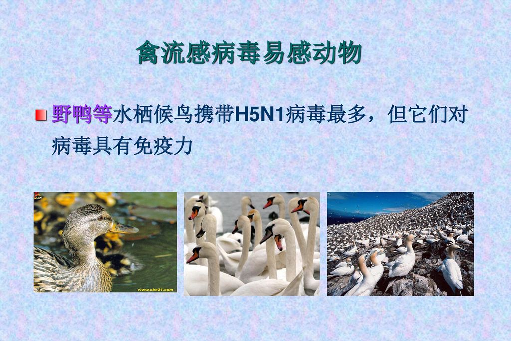 禽流感病毒易感动物 野鸭等水栖候鸟携带H5N1病毒最多，但它们对病毒具有免疫力