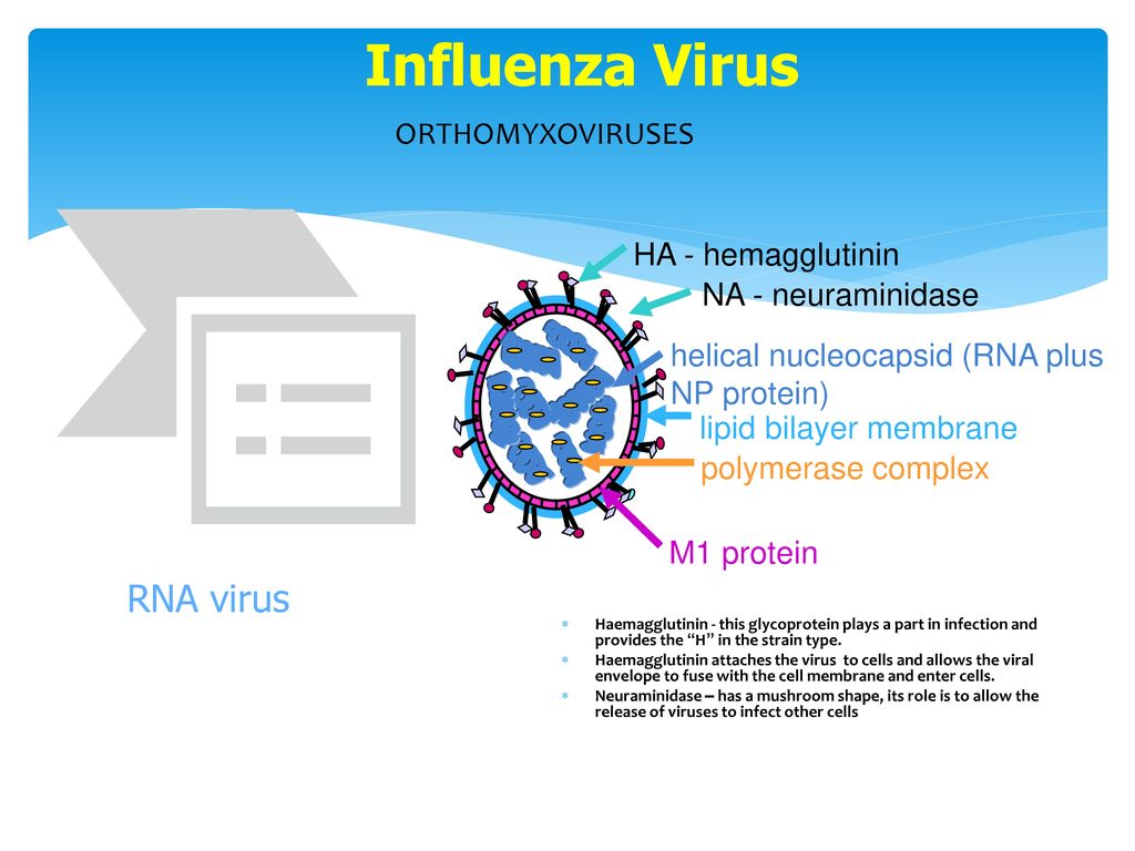 Influenza Virus RNA virus ORTHOMYXOVIRUSES HA - hemagglutinin