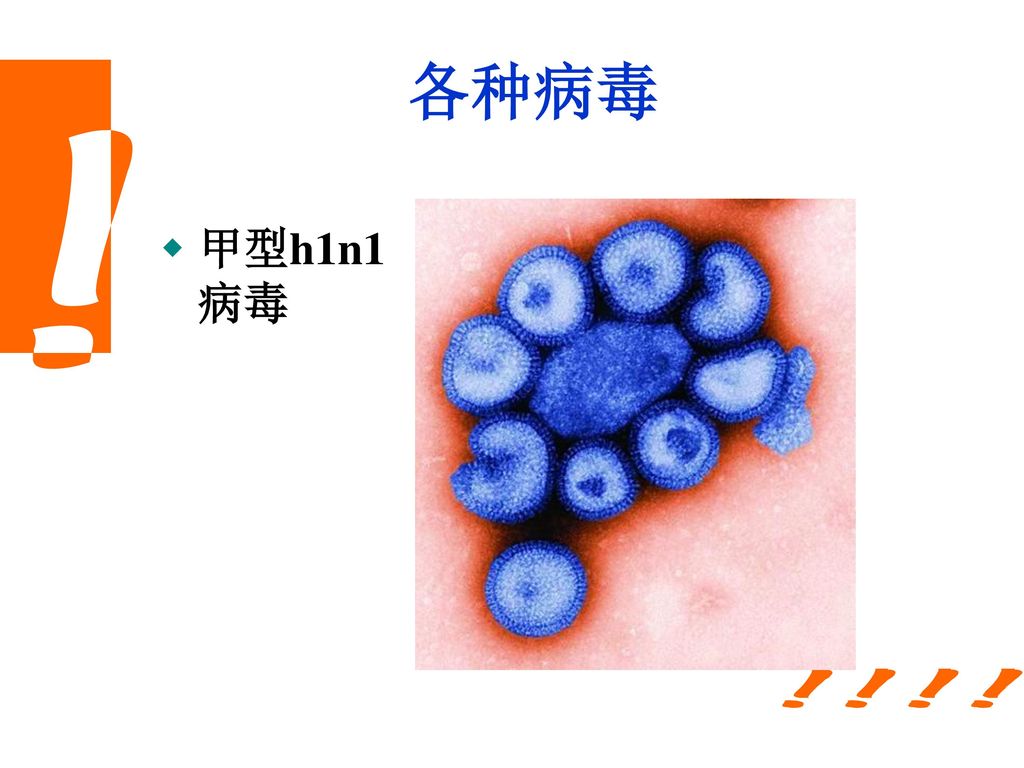 各种病毒 甲型h1n1病毒