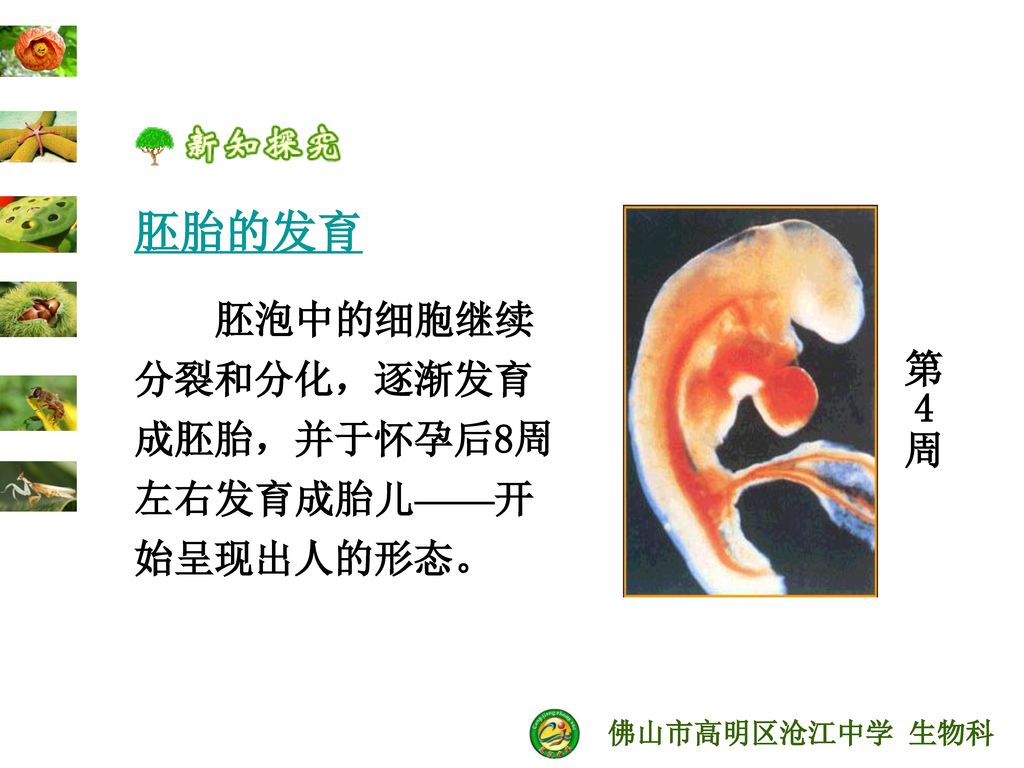 胚胎的发育 胚泡中的细胞继续分裂和分化，逐渐发育成胚胎，并于怀孕后8周左右发育成胎儿——开始呈现出人的形态。 第4周